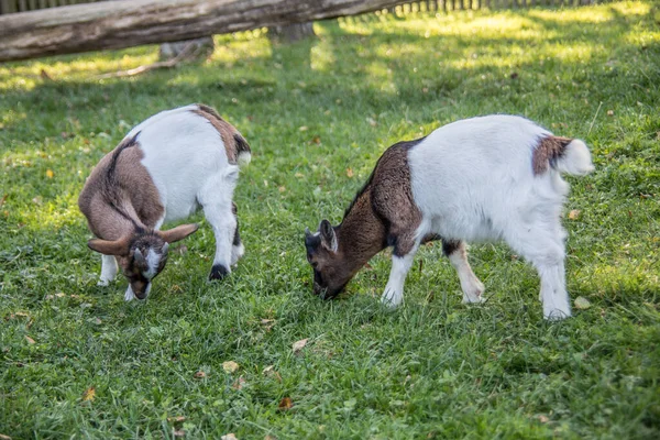 Chèvres blanches brunes sur pâturage — Photo