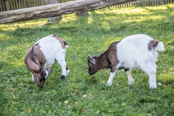 Hnědé bílé kozy na pastvině — Stock fotografie
