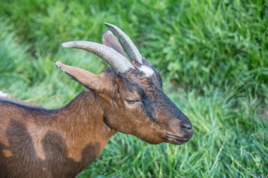 Kahverengi beyaz keçiler otlakta