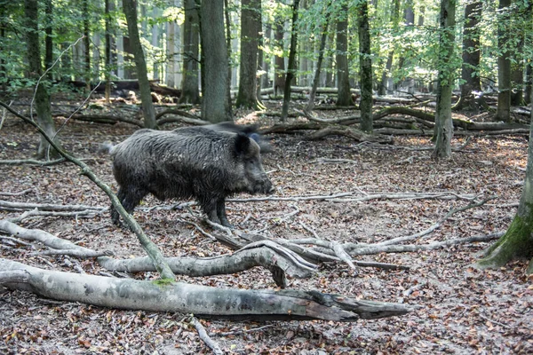 Wild boar in the sparse forest — Stock Photo, Image