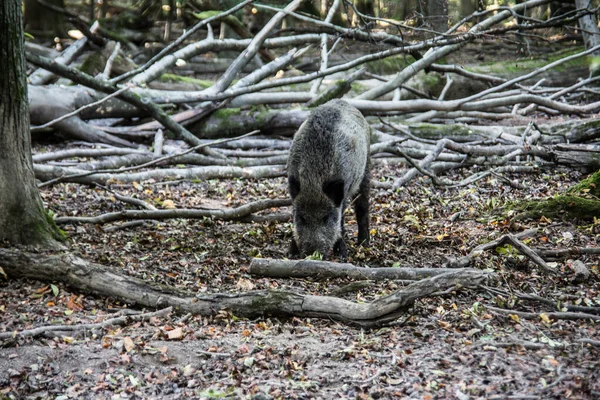 Jabalí silvestre en el bosque escaso —  Fotos de Stock