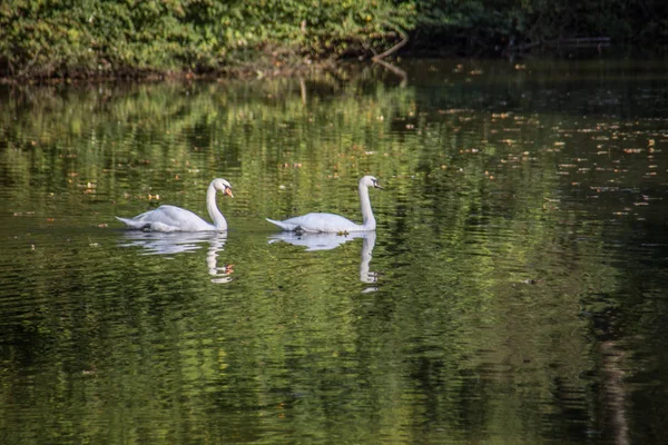 Cigno coppia nuota nello stagno — Foto Stock