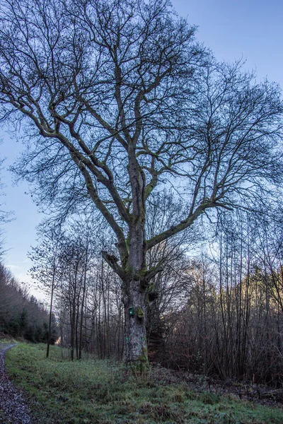 Knotty oak in winter — Stock Photo, Image