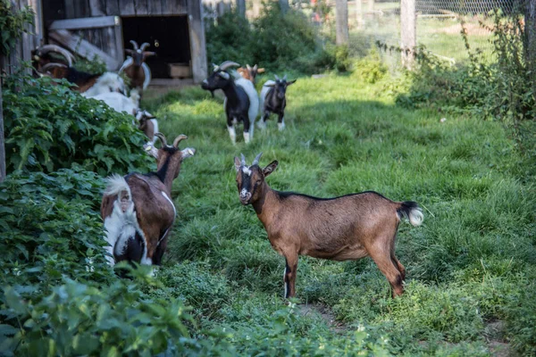 Cabras brancas marrons em pasto — Fotografia de Stock