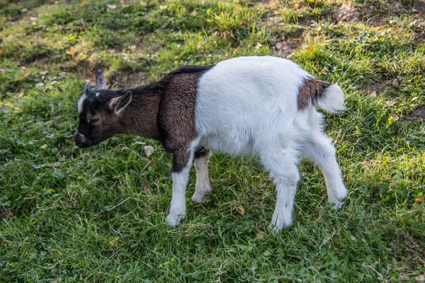 Brown white goats on pasture — Stock Photo, Image