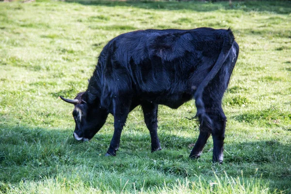 black cattle on pasture