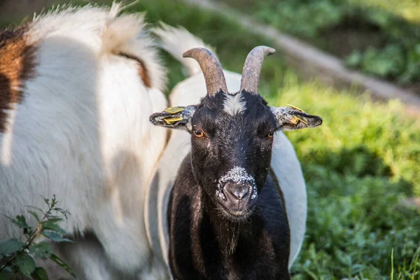 Chèvres blanches brunes sur pâturage — Photo