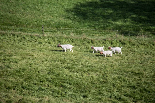 Animales en pastos frente al Castillo de Greifenstein —  Fotos de Stock