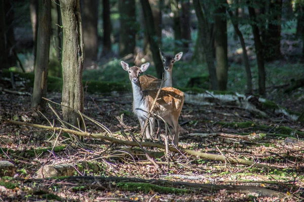 Deer in the sparse forest — Stock Photo, Image