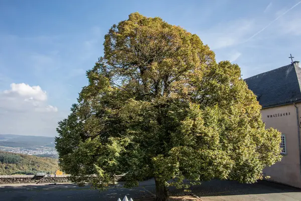 Grandes árboles caducifolios solitarios en el castillo de Greifenstein — Foto de Stock