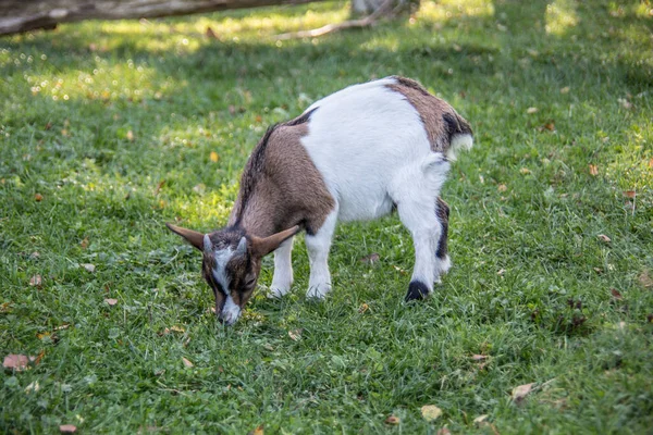 Коричневые белые козы на пастбище — стоковое фото