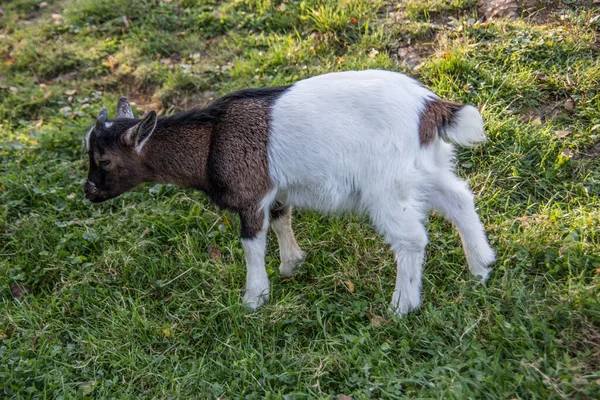 Коричневі білі кози на пасовищі — стокове фото