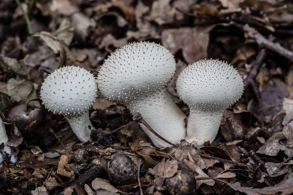 Schmackhafter Speisepilz auf Waldboden — Stockfoto