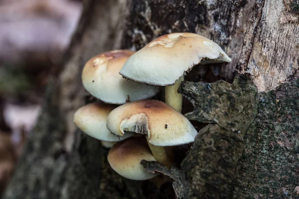 Paddenstoelen op dode naaldboomstam — Stockfoto