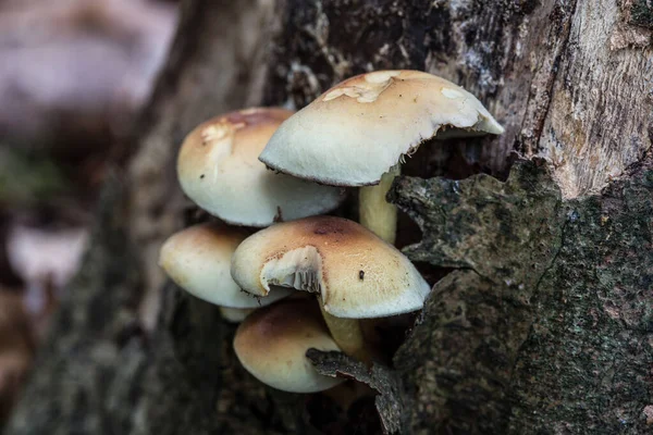 Paddenstoelen op dode naaldboomstam — Stockfoto