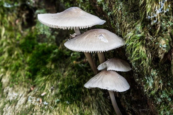 Mushrooms on dead conifer trunk — Stock Photo, Image