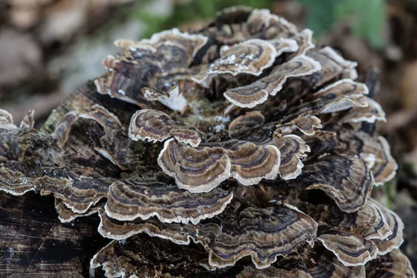 Funghi su tronco di conifera morto — Foto Stock