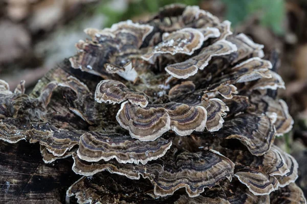 Mushrooms on dead conifer trunk — Stock Photo, Image