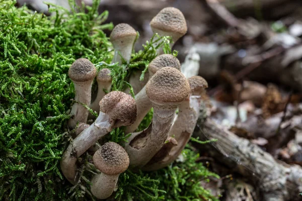 Paddenstoelen Dood Hout Het Loofbos — Stockfoto