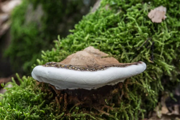 Ontbonden paddenstoel op dode boomstam — Stockfoto