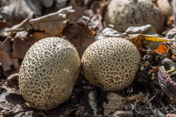 Вкусный съедобный гриб на лесной подстилке Стоковая Картинка