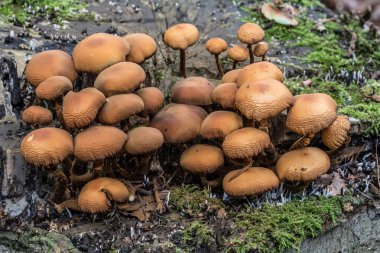 Ölü ağaç gövdesinde mantar.