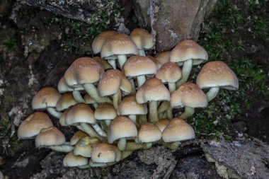 Ölü ağaç gövdesinde mantar.