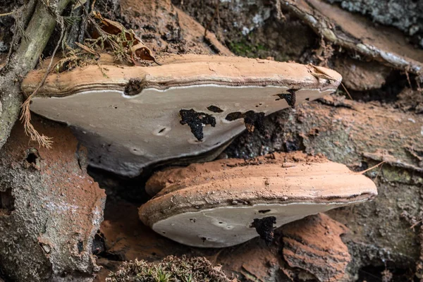 Cogumelo decomposto no tronco da árvore morta — Fotografia de Stock