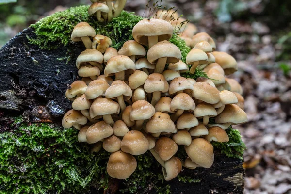 Pilz auf totem Baumstamm — Stockfoto