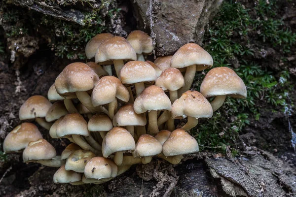 Paddenstoel op dode boomstam — Stockfoto