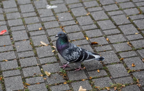 Holubi ve městě — Stock fotografie