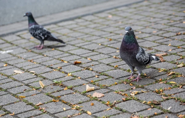 Pigeons in the city — Stock Photo, Image