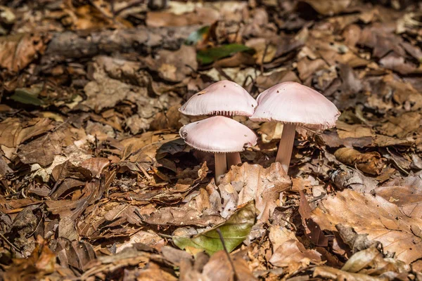 Paddenstoelen op de bosbodem in het gebladerte — Stockfoto