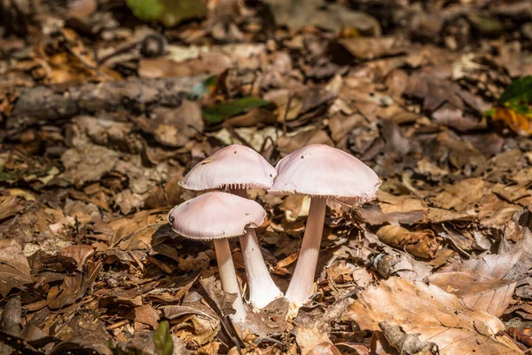 Cogumelos no chão da floresta na folhagem — Fotografia de Stock