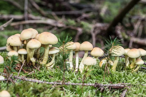 Champignons sur le sol forestier dans le feuillage — Photo