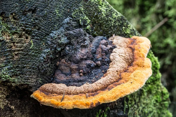 Verwesungspilz auf abgestorbenem Baumstamm — Stockfoto
