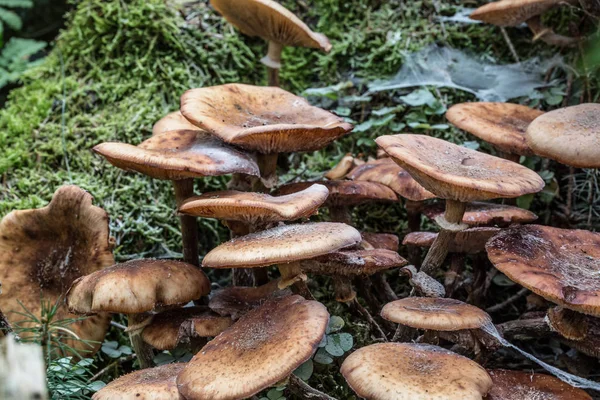 Setas en el suelo del bosque en el follaje — Foto de Stock