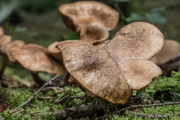 Houby na lesní půdě v listoví — Stock fotografie