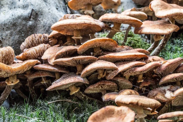 Mushrooms on forest floor in the foliage — Stock Photo, Image