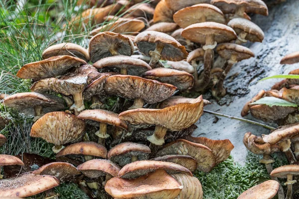 Mushrooms on forest floor in the foliage — Stock Photo, Image