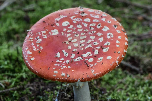 Toadstool toadstool in the coniferous forest — Stock Photo, Image