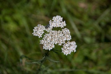 Otlakta sapları ve beyaz çiçekleri olan kiraz ağacı.