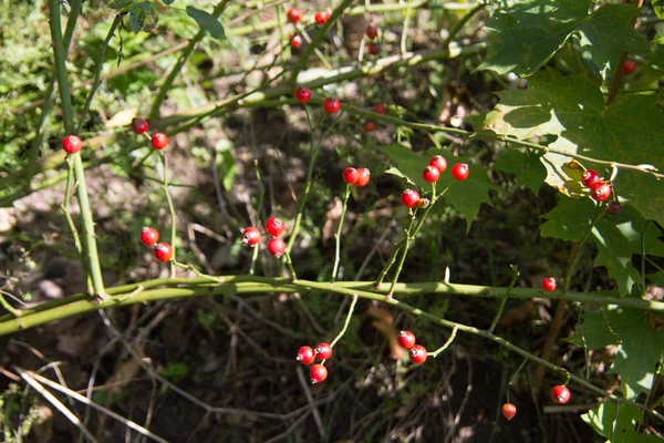 Siepe di biancospino con bacche rosse — Foto Stock