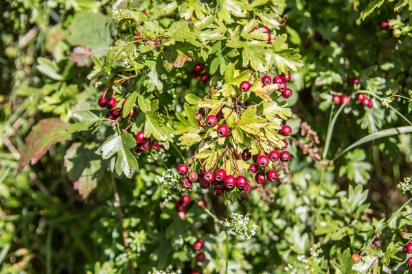 Hawthorn hedge with red berries — Stock Photo, Image