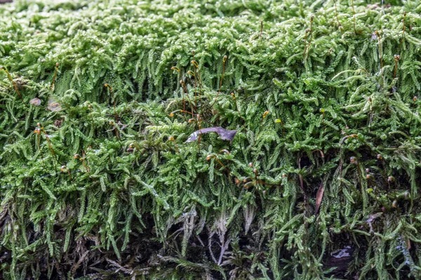枯木树干上的绿色苔藓 — 图库照片