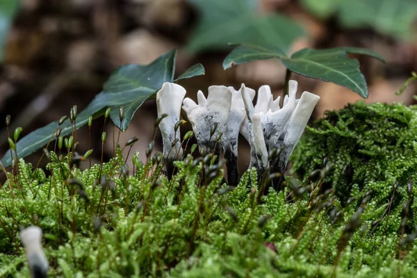 Коралловый гриб на мертвых деревьях в лесу — стоковое фото