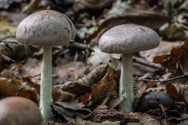 Stand champignons in het loofbos — Stockfoto