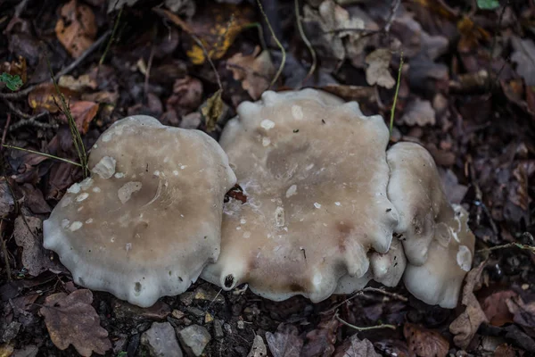 Corpos frutíferos de cogumelos na floresta decídua — Fotografia de Stock