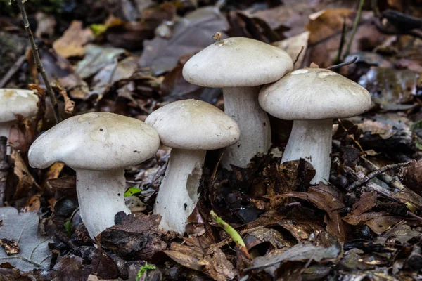 Fruiting bodies of mushrooms in the deciduous forest — Stock Photo, Image