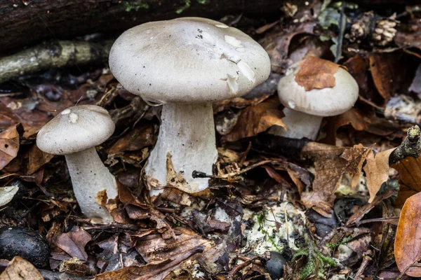 Vruchtlichamen van paddenstoelen in het loofbos — Stockfoto